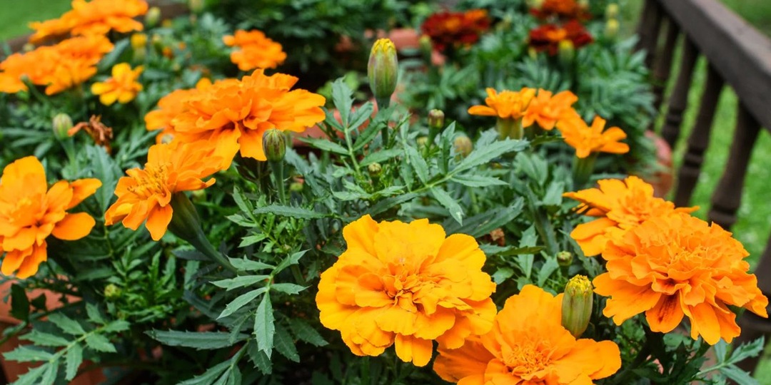 Бархатцы в 2026: когда сеять на рассаду, чтобы клумбы цвели все лето
