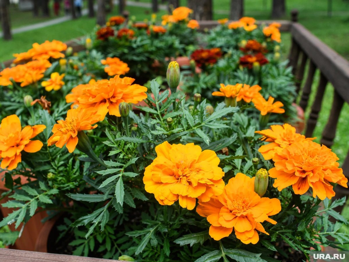     Оптимальный срок посева бархатцев — с 20 марта до конца первой декады апреля