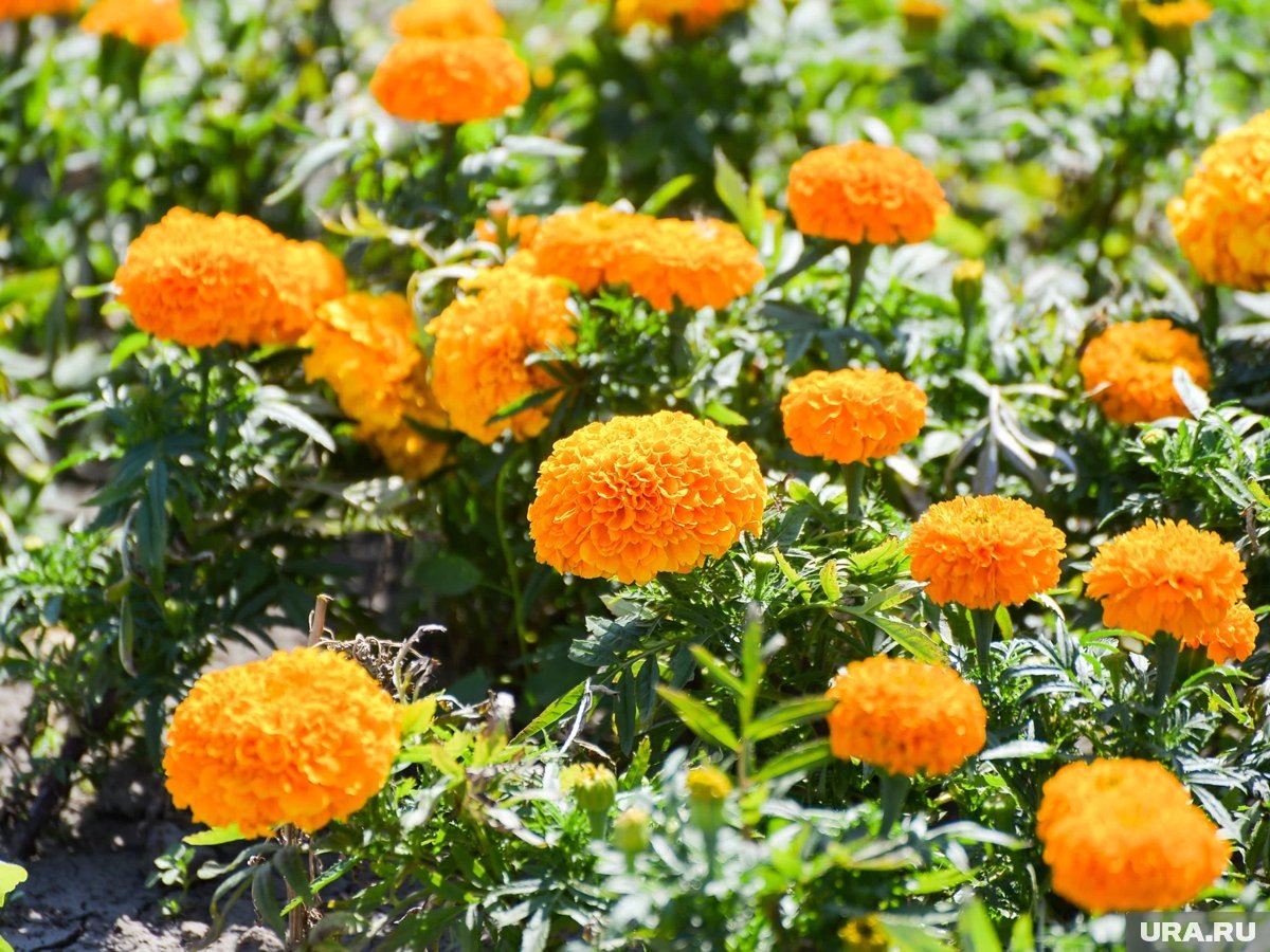    Высокорослые сорта бархатцев нужно успеть посеять до середины марта