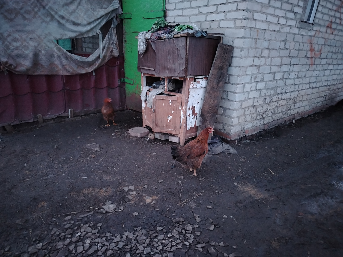 Курочки днем убежали из "дома". Утром их уже не было. Ночь они не смогли переждать. Возможно, убили. 