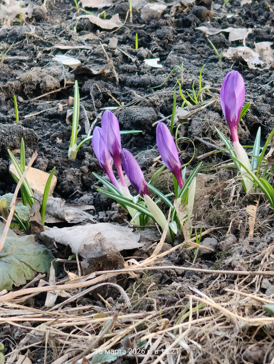 16 марта 2026 года.