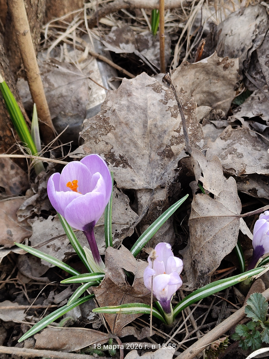 18 марта 2026 года