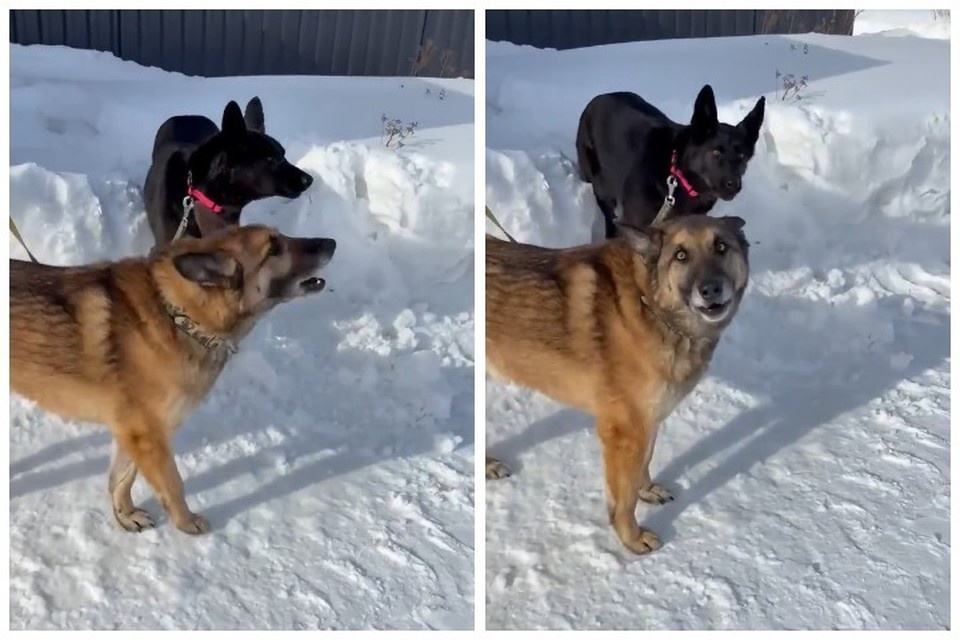    Привязанные собаки