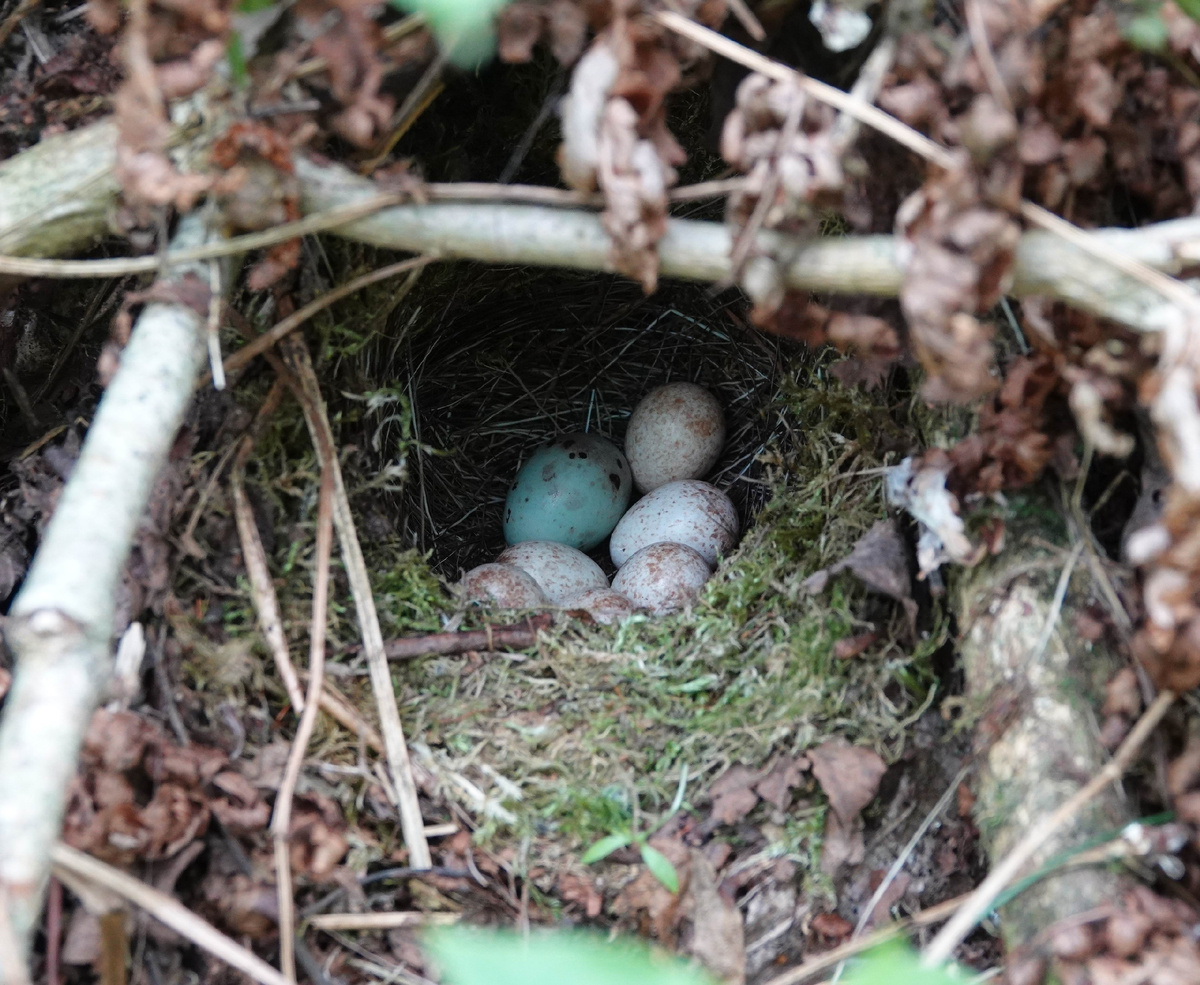 Фото 1: Кладка зарянки с яйцом кукушки. Автор: Татьяна Ивановна Олигер.