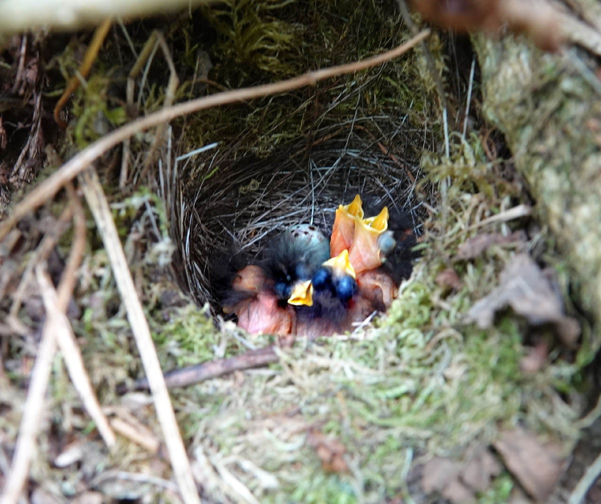 Фото 2: Кукушонок ещё не вывелся. Автор: Татьяна Ивановна Олигер.