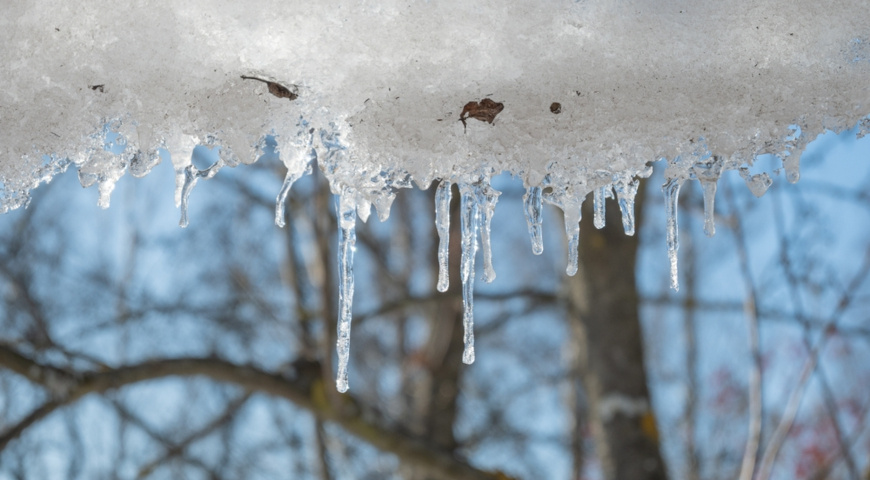 Что делать со снегом вокруг деревьев в марте