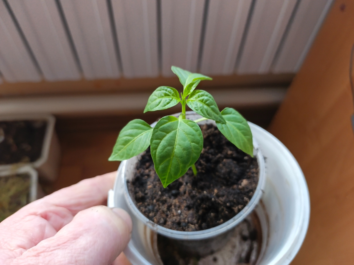 Фото автора.