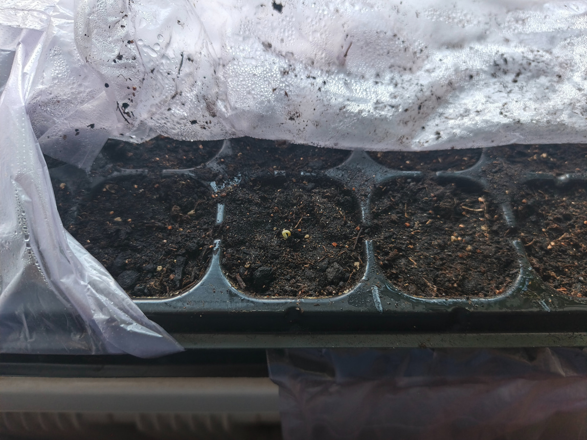 Фото автора. Появились первые всходы.