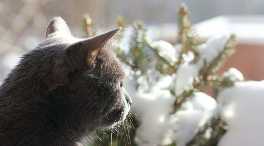 Декоративный сад как система управления снегом