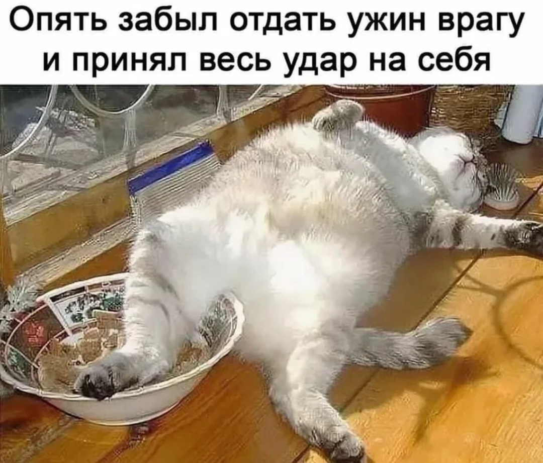 Сытый котяра, --взято из интернета с целью ознакомления. 