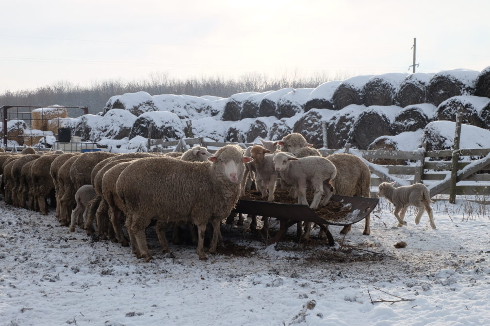    Фото: администрация Кочубеевского округа Сергей Иванов
