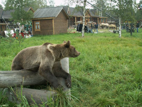 Соседство без конфликтов: как люди и звери находят общий язык в деревенской глуши