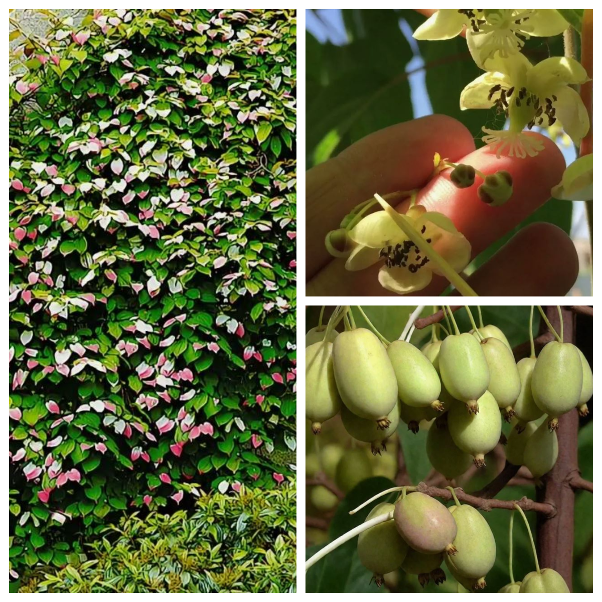 Актинидия -родственница киви. 