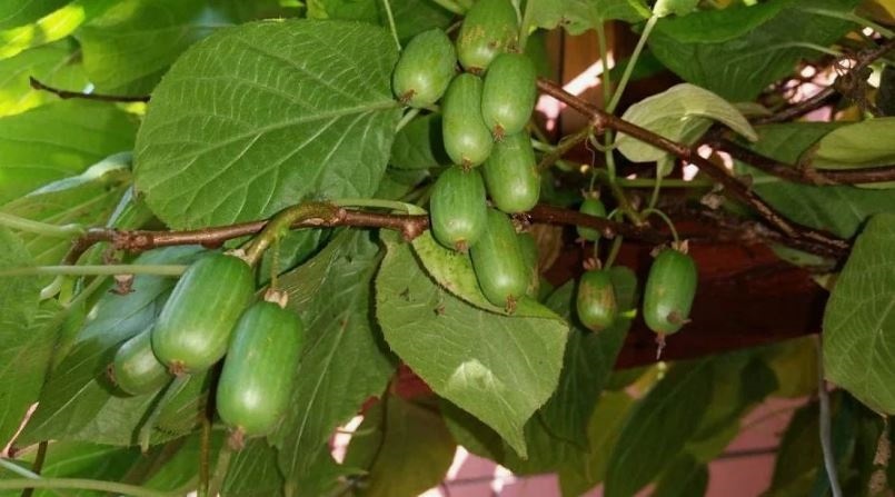 Актинидия Коломикта.