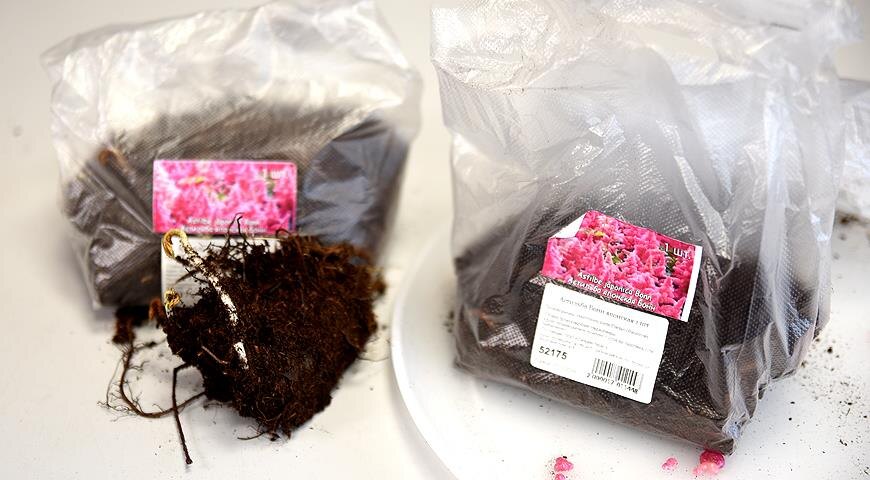 Храним до посадки: растения в пакетах