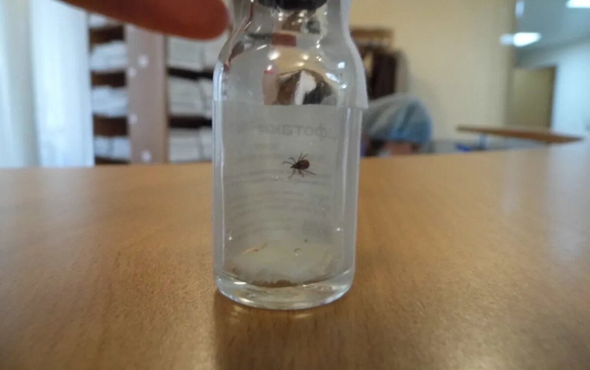    В Роспотребнадзоре рассказали, когда в Удмуртии ожидается пик активности клещей