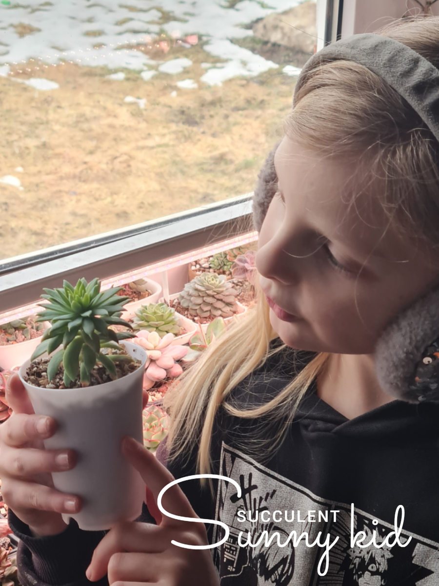 Sunny kid | Succulent