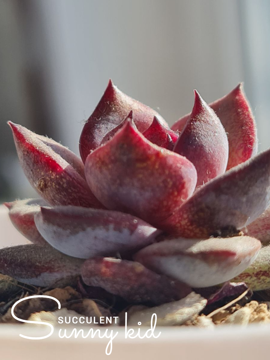 Sunny kid | Succulent