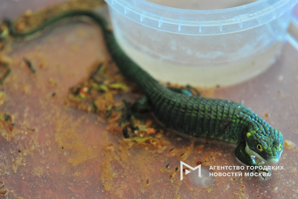 Фотограф: Сергей Киселев