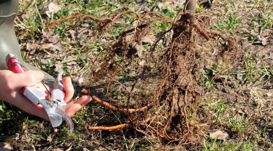 Саженец с открытой корневой системой.
