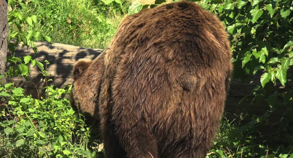 Почему нельзя прятаться от медведя в лесу, если он вас увидел и что делать дальше