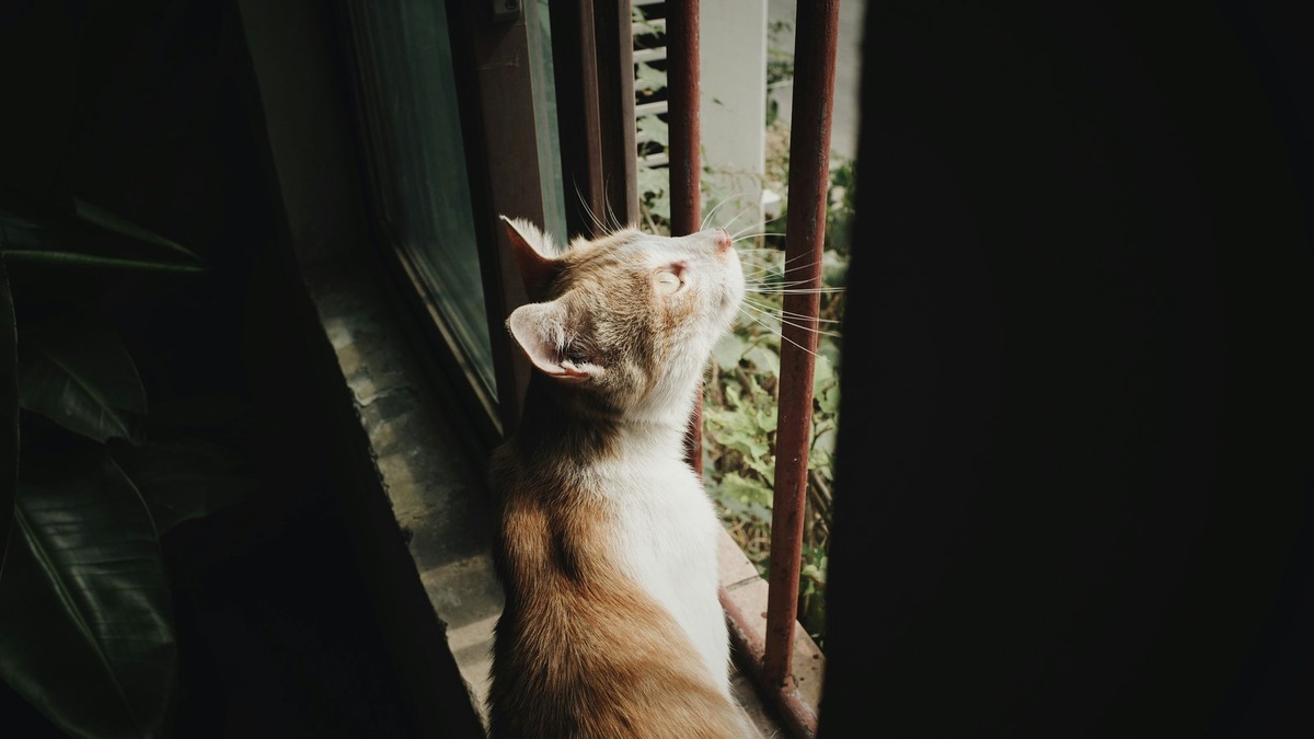    Контактная выставка оказалась пыткой для кошек