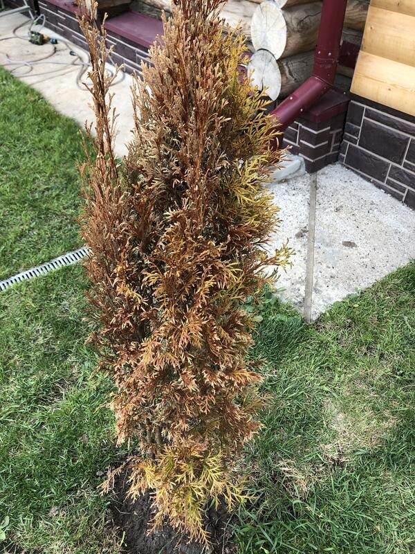 Туя смарагд