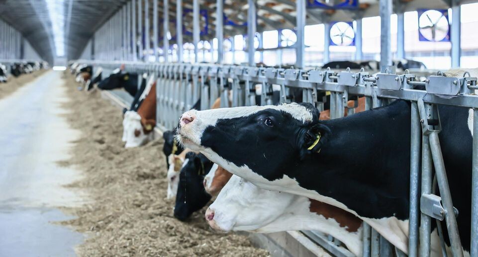    медиасток.рф