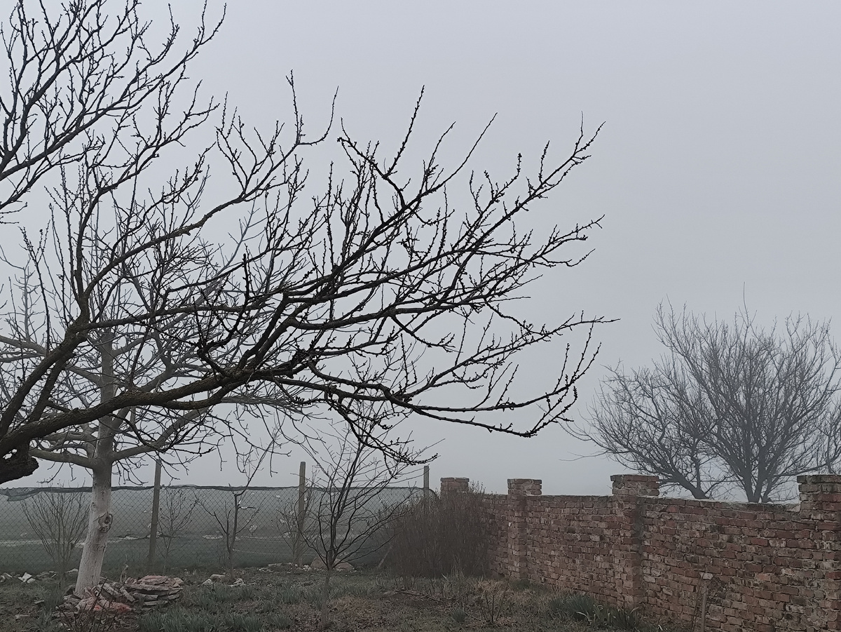 Мои деревья еще видно