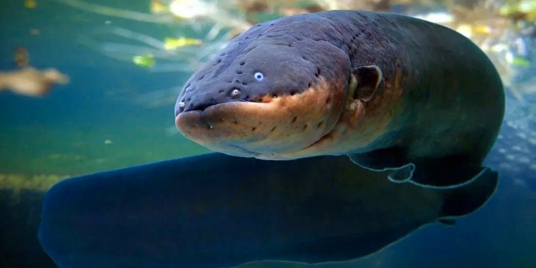 Тайна угрей. Наука пытается разобраться почти 2000 лет