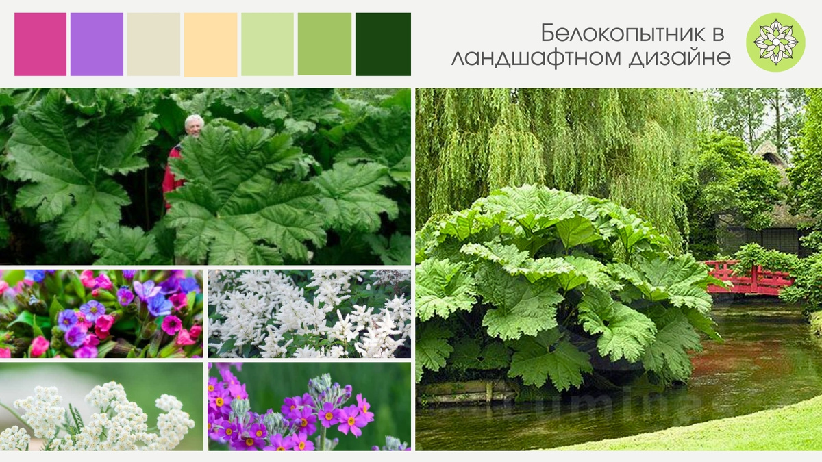 Для создания гармоничных садовых композиций с белокопытником важно учитывать его крупные размеры и потребность во влаге. Согласно источникам, это растение сохраняет декоративность в течение всего вегетационного периода, однако его высокие черешки часто нуждаются в «подбивке» другими культурами.