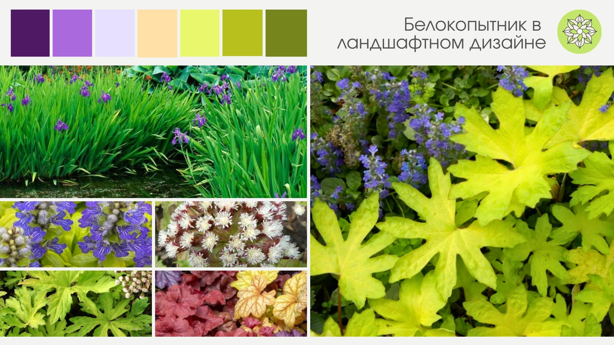 Белокопытник гибридный (Petasites hybridus).