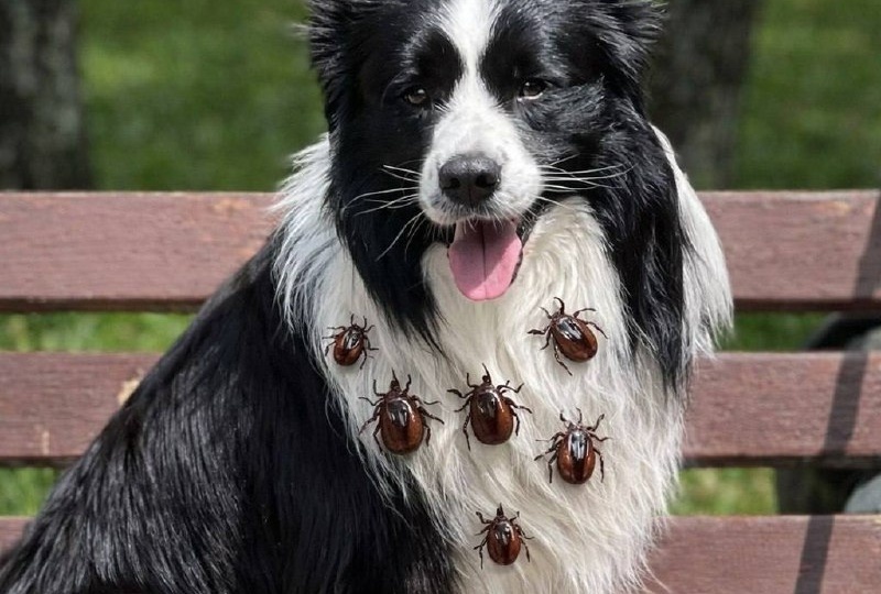 На этот раз будет много букв про клещей, поскольку сезон уже начинается