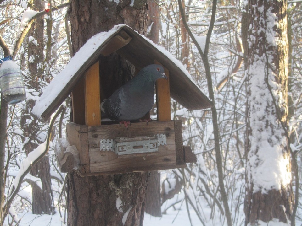    Акция «Весенняя кормушка» призвана поддержать пернатых ранней весной Светлана ВОЛКОВА