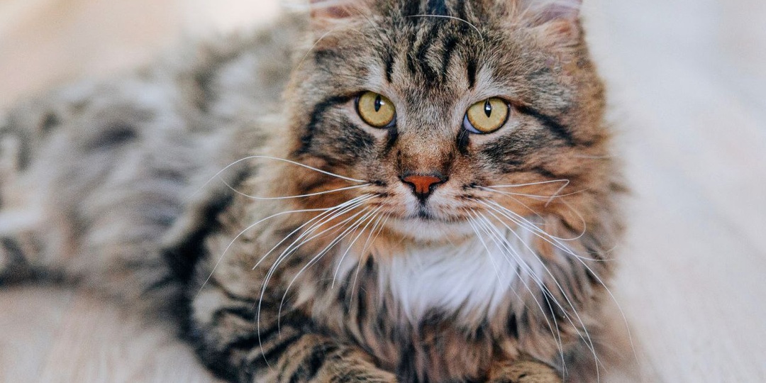 Дядя Фёдор, брошенный в Простоквашино