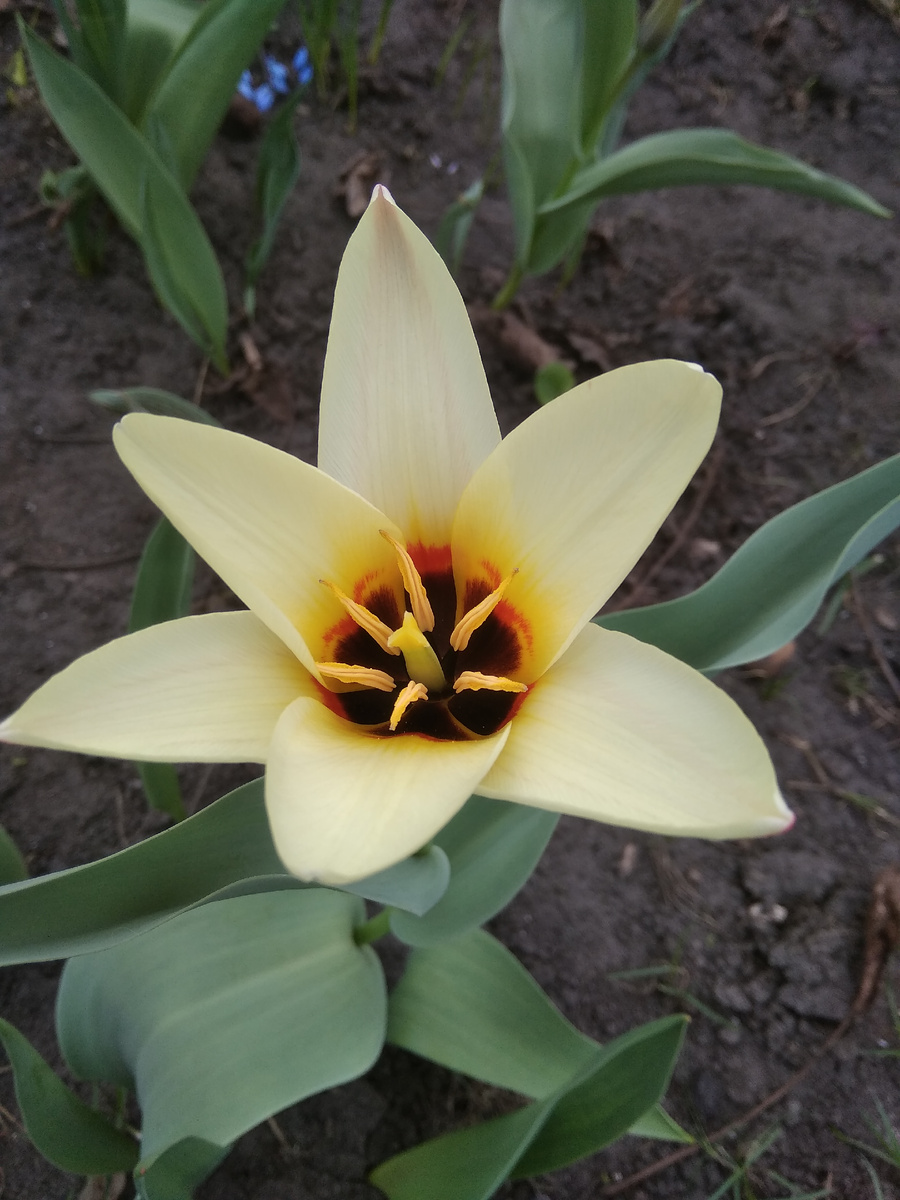 Лучше пусть в заставочном фото будет такой тюльпан))