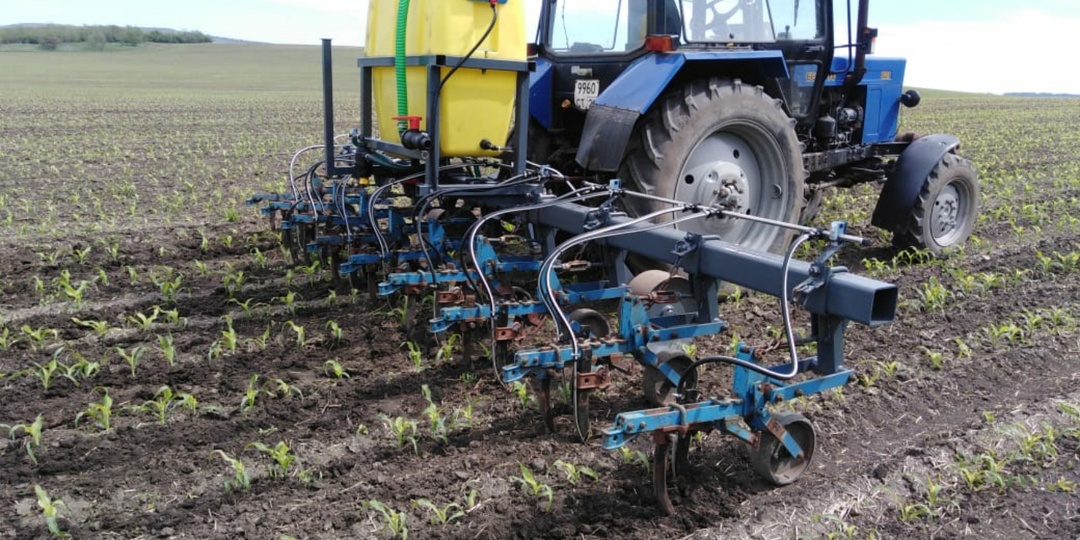 Как за один проход культиватора сделать два дела: и почву обработать, и растения накормить