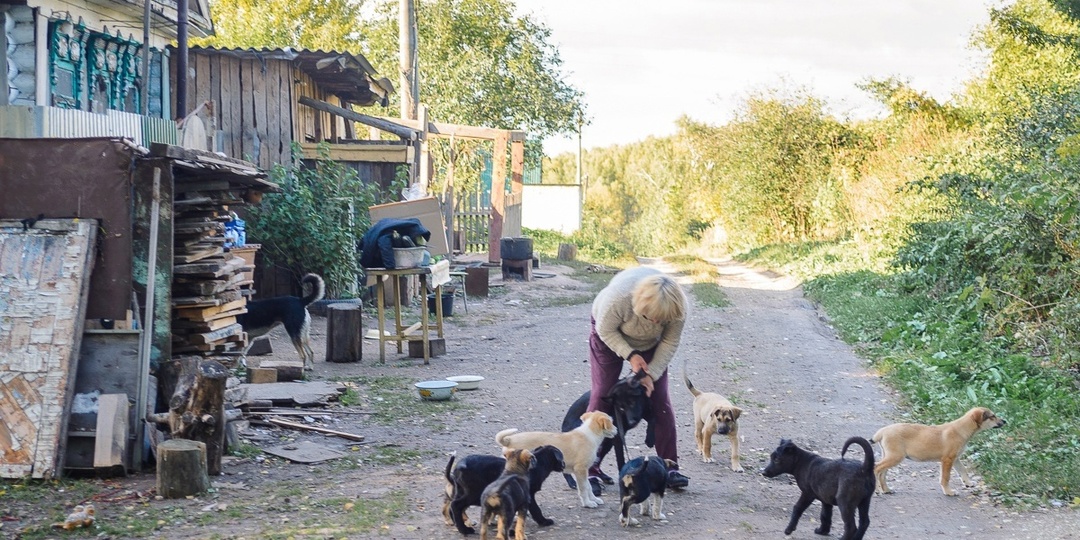 Частный приют в Павлове просит помощи: 70 животных остались без поддержки
