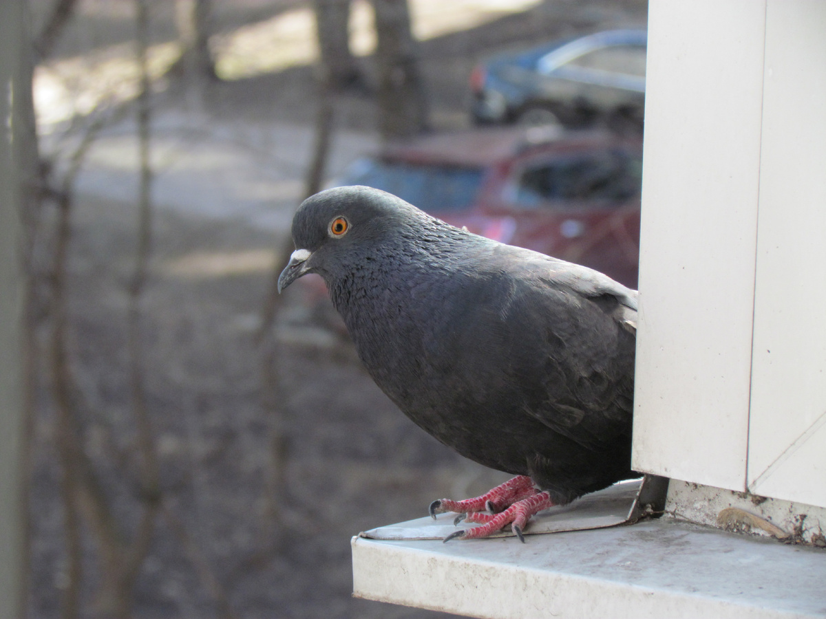 Тот самый момент, когда Буян вернулся после загула за своим птенцом Бабушей