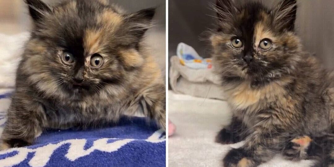 В ветеринарную клинику в Калифорнии попал необычный пациент — котёнок по кличке Зои, который выглядел так, будто его надули как воздушный ша