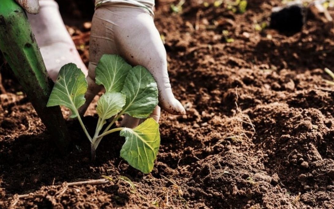 Фото: freepik / нейросеть Reve