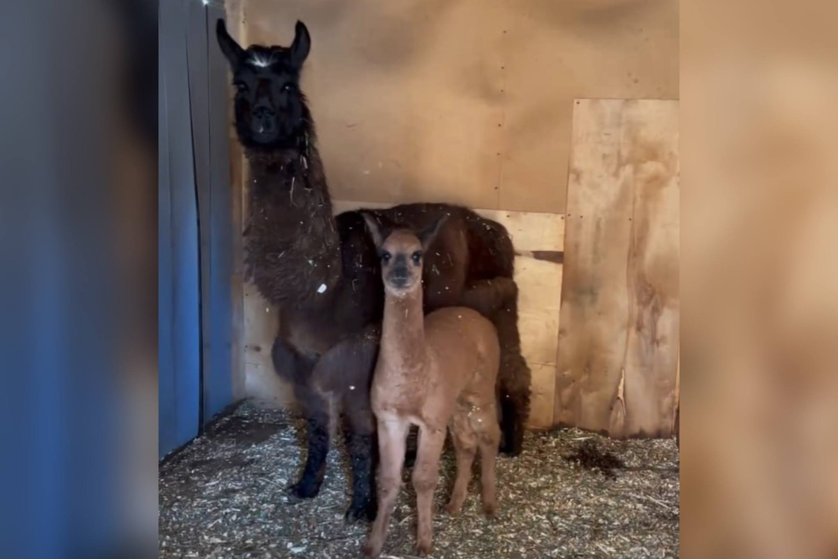 Фото: скриншот из видео / https://vk.com/zoodzentoksovo