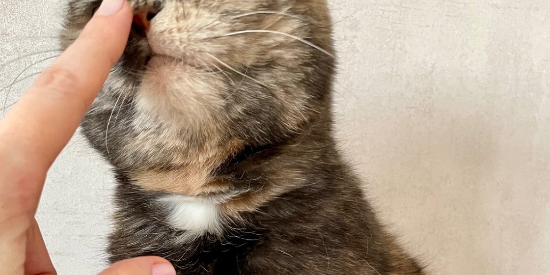 Нарочно не придумаешь. 5 забавных историй супругов-кошатников про котиков и не только