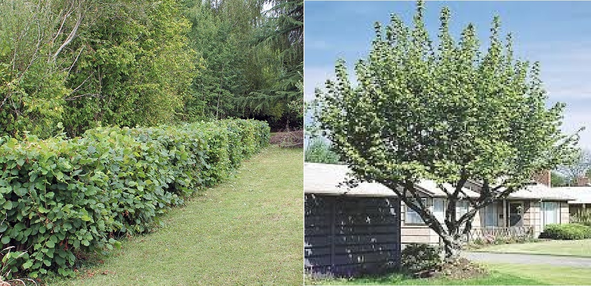 Кустовая и штамбовая формовка фундука