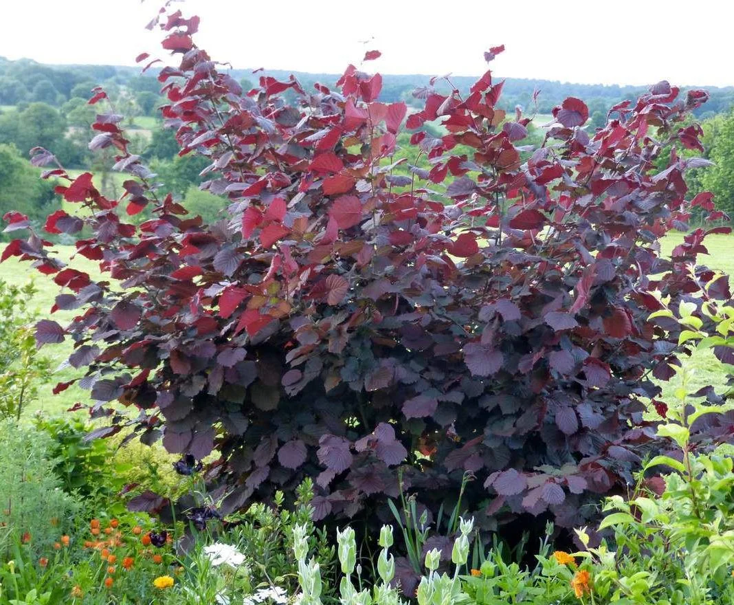 Краснолистные фундуки великолепно выглядят на фоне зелёной лужайки с цветами