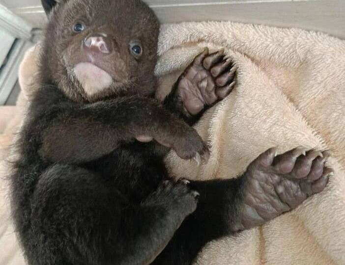 Медвежонка спасли в Хабаровском крае