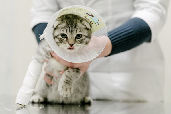 Варвара Гертье/РИА Новости   📷