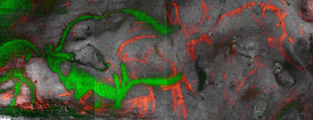 Гиперспектральное изображение рисунков в Фон-де-Гом, демонстрирующее визуальный контраст между изображениями, выполненными с помощью сажи (красным цветом), и изображениями, выполненными с помощью черных оксидов марганца (зеленым цветом).