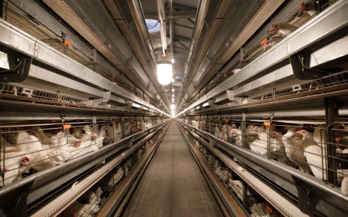    Яичный бум и индюшачий прорыв: птицеводство Воронежской области набирает обороты фото: Воронежский областной центр информационного обеспечения АПК