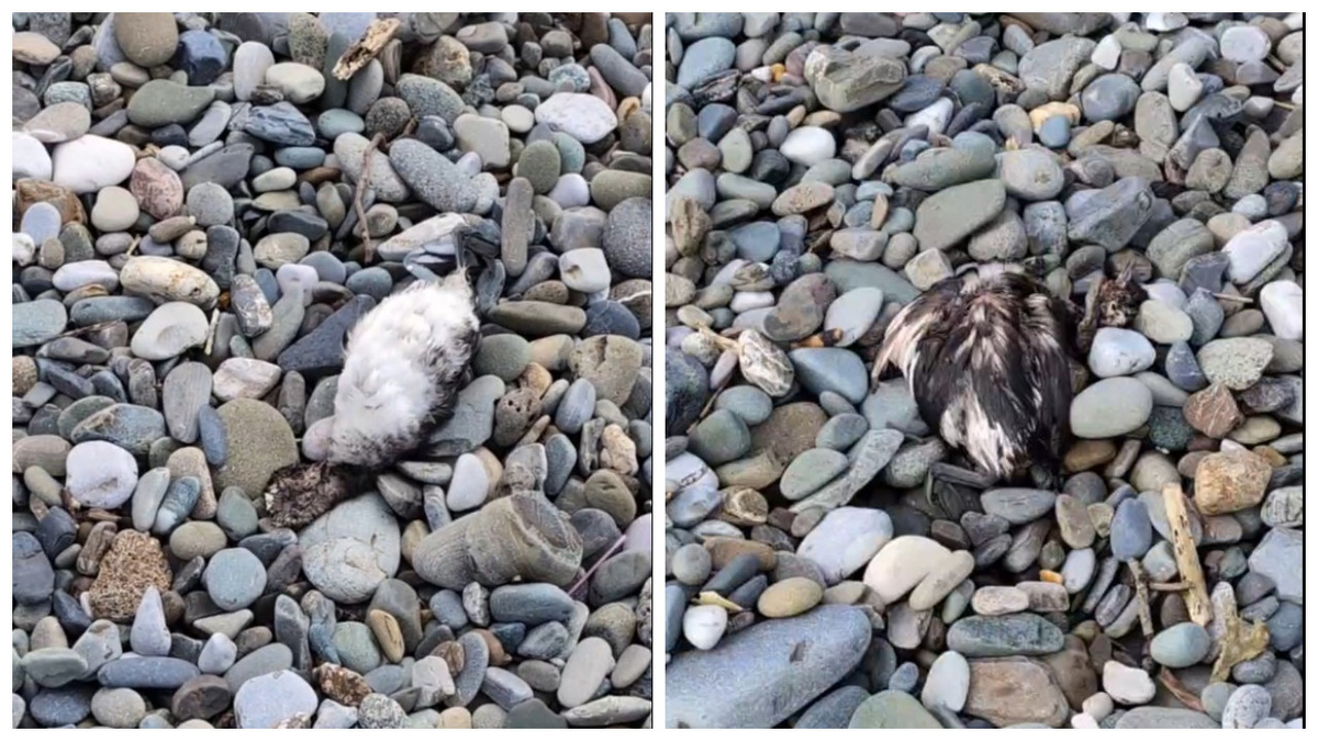 коллаж: кадры из видео/Telegram/Погода в Сочи  📷
